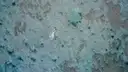A swimmer seen from above over a patchy seabed in clear shallow water