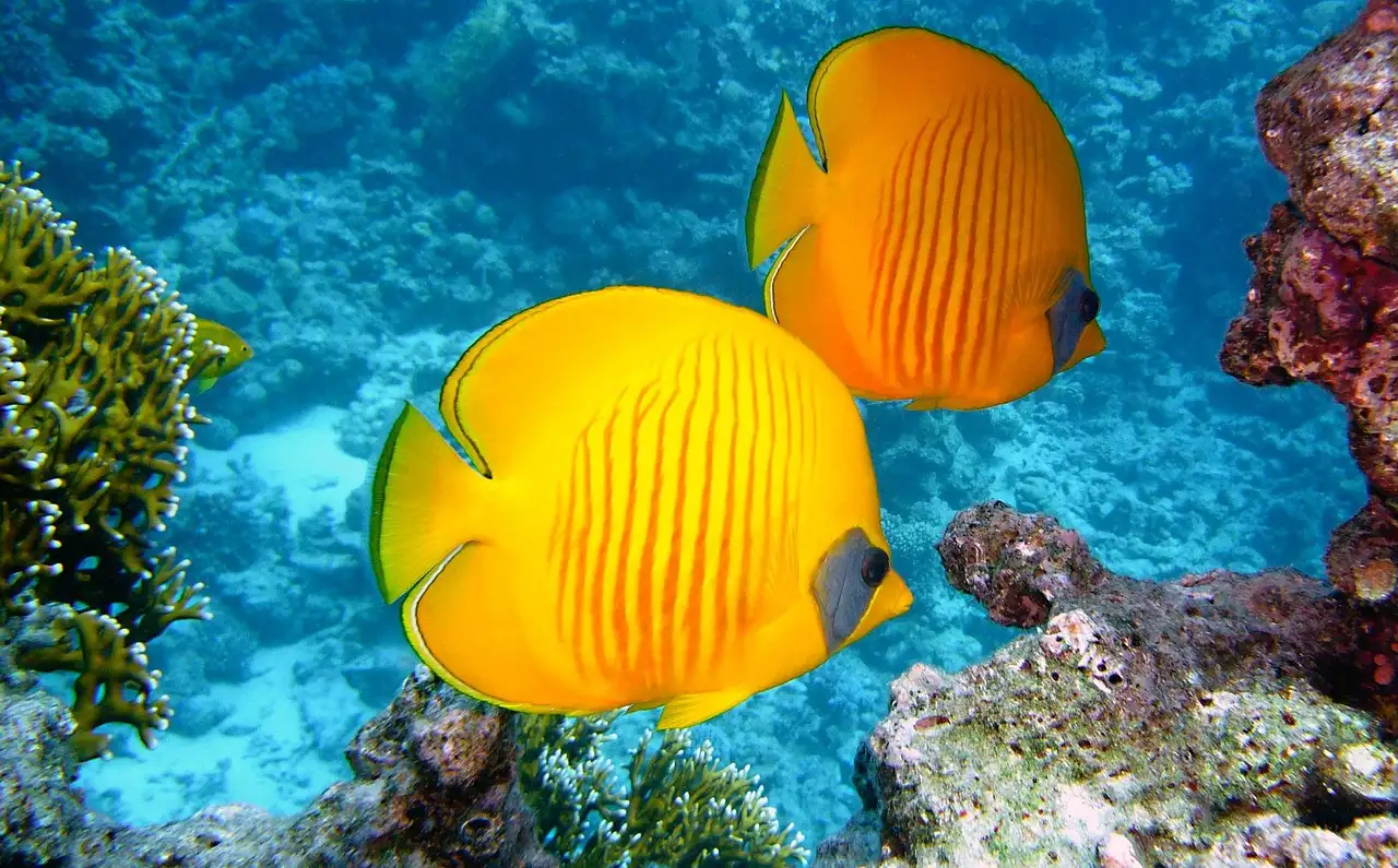 Yellow butterflyfish over a coral reef