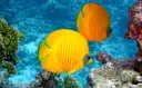 Yellow butterflyfish over a coral reef